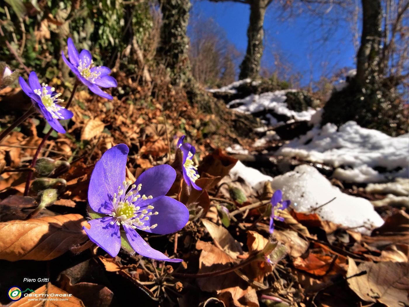 11 Erba trinita (Hepatica nobilis).JPG